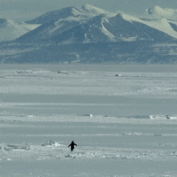 Penguin Mountain GIF