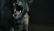 music video dog GIF by Epitaph Records