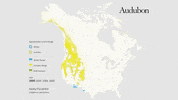 dusky flycatcher GIF by audubon