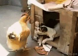 dog hen GIF