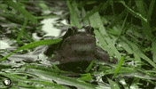 Pbs Nature Frogs GIF by Nature on PBS