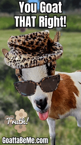 You Got That Right Pets GIF by Goatta Be Me Goats! Adventures of Java, Toffee, Pumpkin and Cookie!