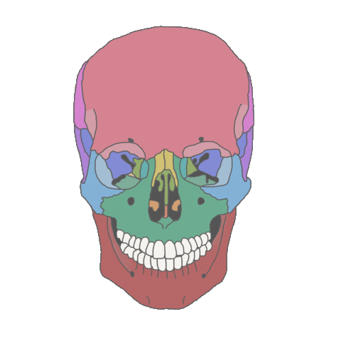Face Skull Sticker