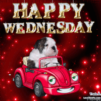 Digital art gif. A superimposed bulldog puppy riding inside a red personified smiling Volkswagen Beetle chugs along against a background of red sparkles. Text, "Happy Wednesday."