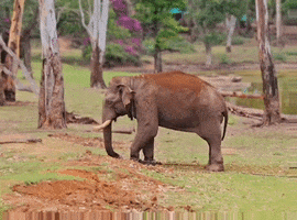 digital_footprint elephant mud bath wild elephant GIF