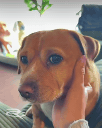 Cute Dog Cashew GIF by Respective
