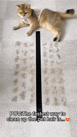 Tailtopiastore giphyupload GIF