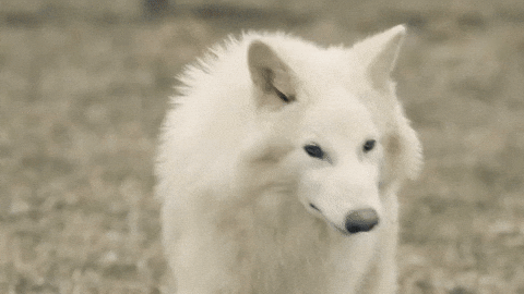 GIF by Colossal