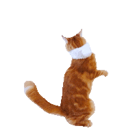 Happy Cat Sticker