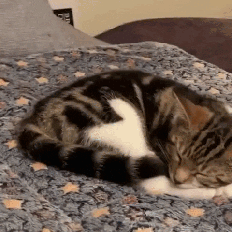 snezanaprebil giphyupload tapischaudchats GIF