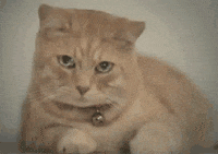 submission remember GIF