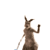 Kangaroo Kanguru Sticker by Die Känguru Chroniken