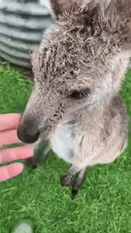 Kangaroo Can't Resist a Belly Rub