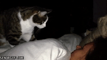 wake up cat GIF by Cheezburger