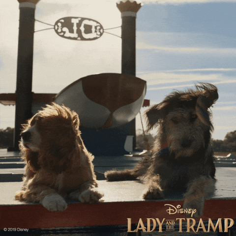 Feels Lady And The Tramp GIF by Walt Disney Studios