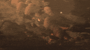 meat bbq GIF by edwinhaverkamp