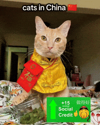 China Cat GIF