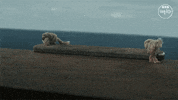 Science Fiction Thirteenth Doctor GIF by Doctor Who