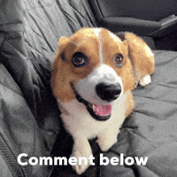 Dog Comment Below GIF