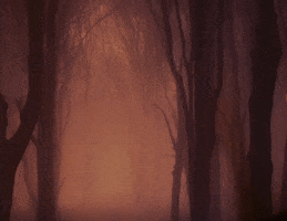 Cat Staff GIF by Halloween