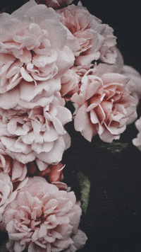 the_sssneg flowers lettering thesssneggif GIF