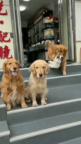 cuteanimalland giphyupload GIF