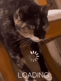 Puddles The Cat GIF