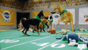 GIF by Puppy Bowl