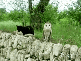 cat owl GIF
