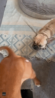 Dog is Repeatedly Whacked in the Face by Wagging Tail