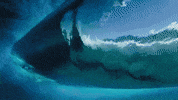 Surfing Hawaii GIF by 50statesproject