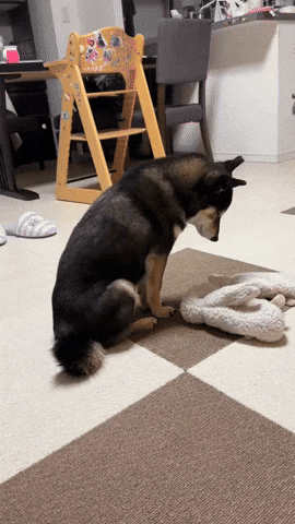 cuteanimalland giphyupload GIF