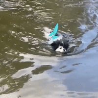 Dog Dressed As A Shark Swims for First Time