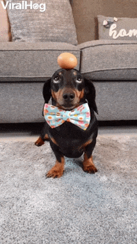 Doggy Shows Off Eggcellant Balancing Skills GIF by ViralHog