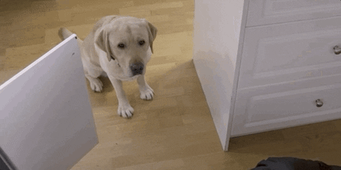nymag giphyupload GIF