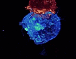 cancer biology GIF
