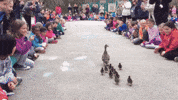 Parade Ducks GIF by reactionseditor