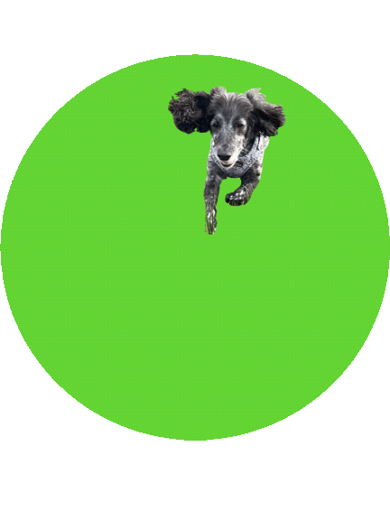 Rosie Dog Sticker