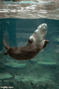 swim otter GIF