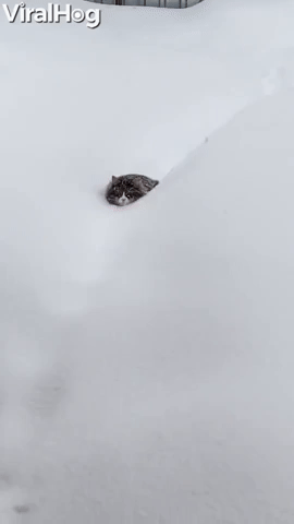 Kitty Struggles to Walk Through Thick Snow