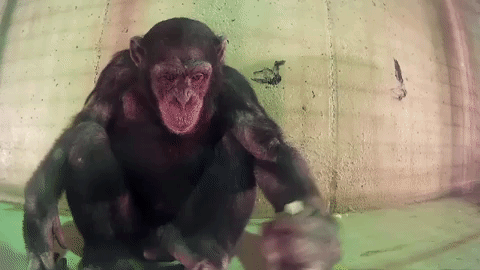 painting chimpanzee GIF