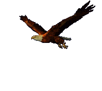 eagle STICKER
