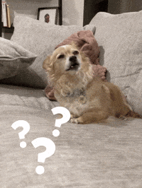 Question Mark Wtf GIF