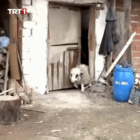 Good Bye No GIF by TRT