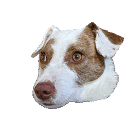Tired Good Girl Sticker by FITC Denver