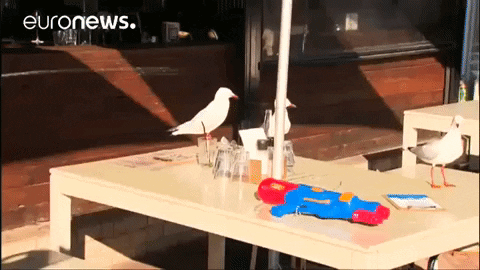 seagulls water gun GIF by euronews