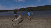 Dog Fetch GIF by Switzerfilm