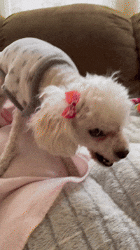 Image from iOS (1).MOV