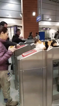 Now That's a Cat Scan: Feline Keeps a Close Eye on Commuters at Israeli Train Station