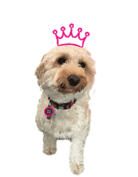 dance dancing Sticker by Pro Blo Group